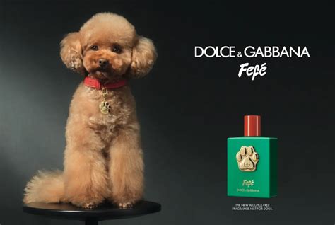 dolce & gabbana dog perfume.